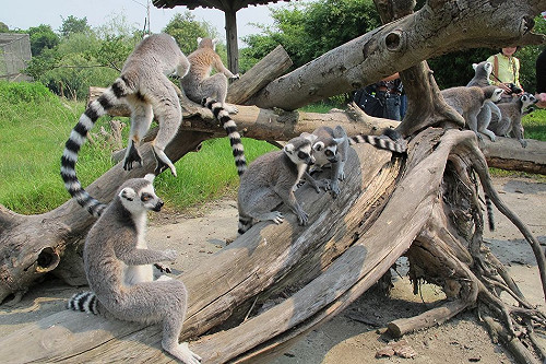狐猴要來了！  高雄與馬國簽意向書