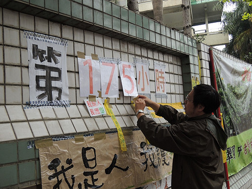 江翠老樹命運  新北市府：移植非砍樹