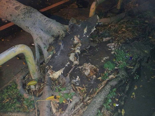 新北市土城路樹倒塌  壓傷騎士