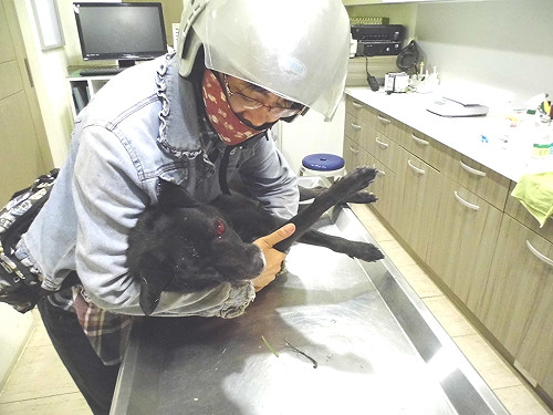 2外勞打死流浪狗  志工調影帶緝兇