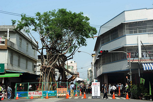 斥百萬搶救老樹  橋頭居民慶重生