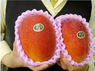 貴鬆鬆！日宮崎芒果競拍2顆30萬日圓