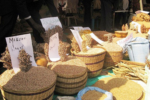 UN糧農組織：世界穀物產量將增8%