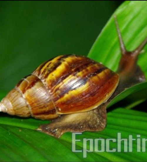 謝長廷FB放鍋牛圖  批綠北市長整合時程