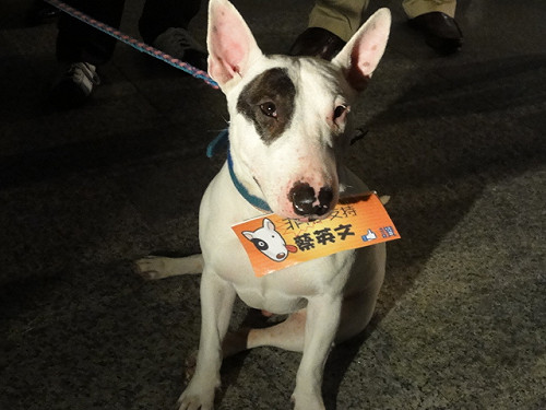 綠總統初選政見場外  「賤狗」最吸晴