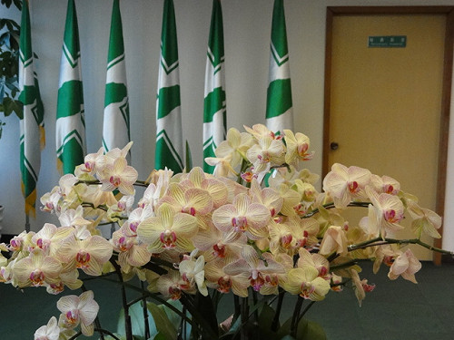 立委補選  綠高市林岱樺出線機率高