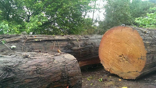 立院三讀 山老鼠最重可關10年半