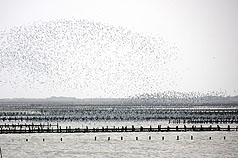 黑腹燕鷗報到  在台南北門潟湖演出「黃昏之舞」