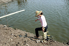 又傳戴奧辛鴨 醫界籲：大魚畜牧來源應認證