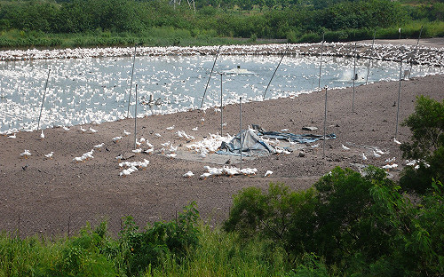 戴奧辛鴨檢測拖一年 黃淑英：要求環署究責