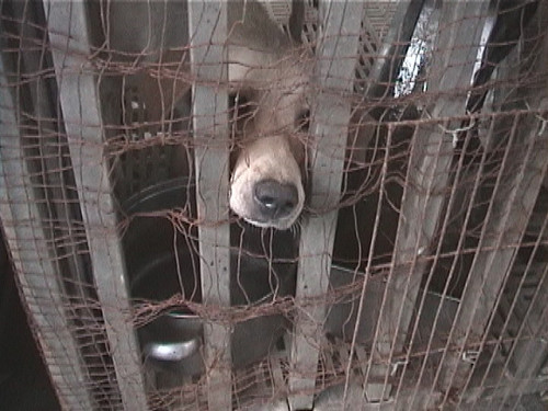 為動物爭福利　20位縣市候選人簽署承諾書