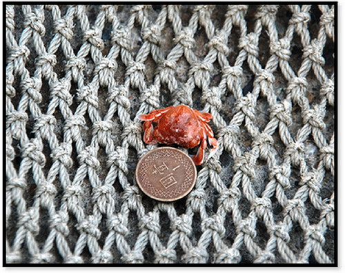 2010國際生物多樣性年首日 環團籲禁雙拖網漁撈