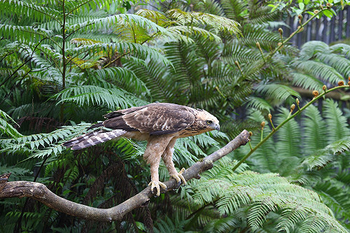 兩年前中箭受傷熊鷹 今癒後野放烏來