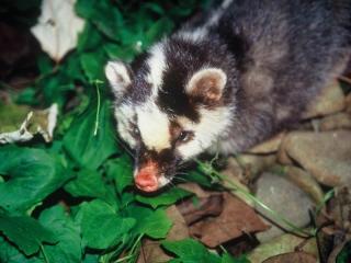 增4例鼬獾狂犬病  民眾被咬速就醫