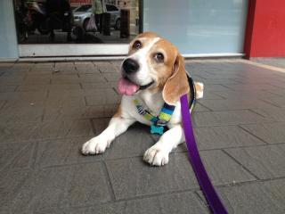 美專家籲台灣停止狂犬病毒動物實驗