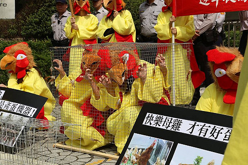 替格子籠雞請命  學生扮雞要「解放蛋雞」