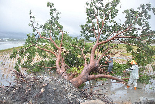 金城武樹倒了 地主：很開心
