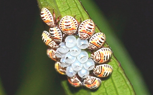 黃斑椿象若蟲圍卵  新竹市公園可見