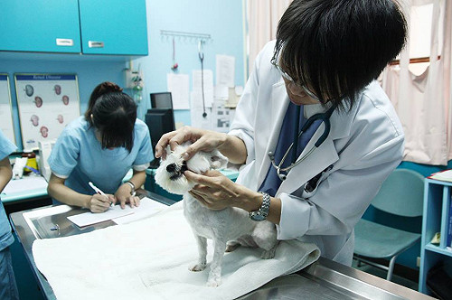 醫動物前先照顧自己 獸醫師工時達12小時