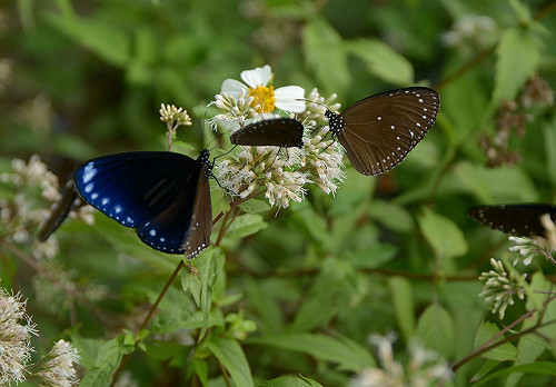 紫斑蝶南遷越冬  高雄茂林賞蝶正當時