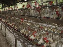 男子由深圳返港 確認感染H7N9禽流感