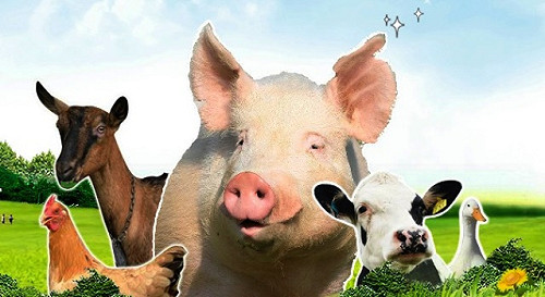 農委會要收屠宰服務費  立委批像黑道