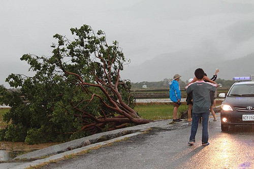 金城武樹遭連根拔起  護樹盟：颱風非兇手