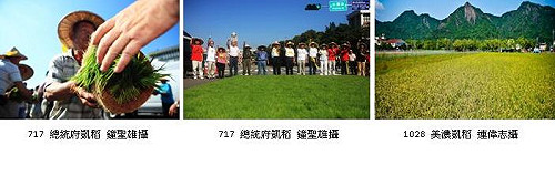 1114美濃收割凱稻   農陣籲政府回應農地政策