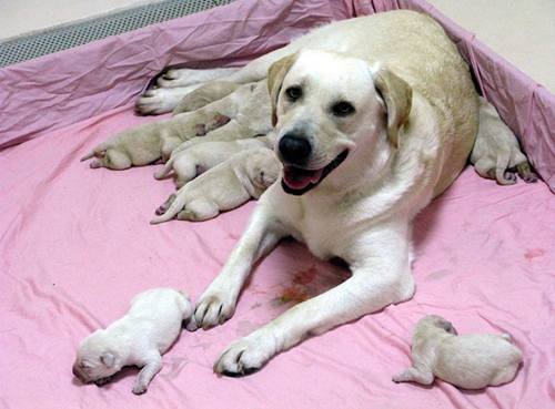 海關緝毒犬寶寶  徵寄養家庭