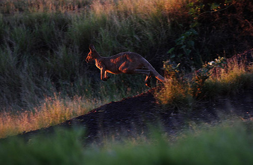 澳7歲男孩森林迷路  竟被袋鼠拯救