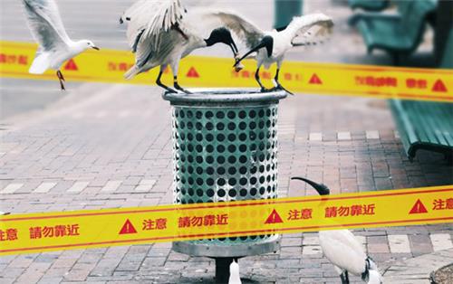 H7N9疫情恐擴大 中國2天增7例