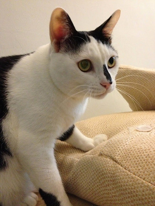 宰食犬貓要開罰！高市通過動物保護條例