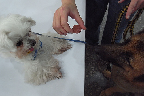 小心寵物零食致命  動保團體籲慎選