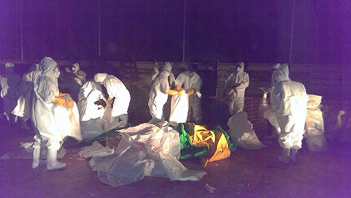 禽流感確診增至39場  桃彰高也淪陷