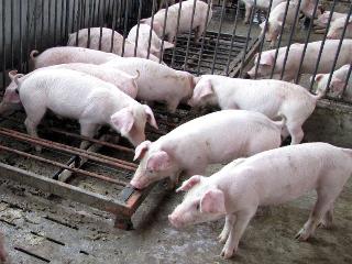 違法使用瘦肉精  農委會將公布名單