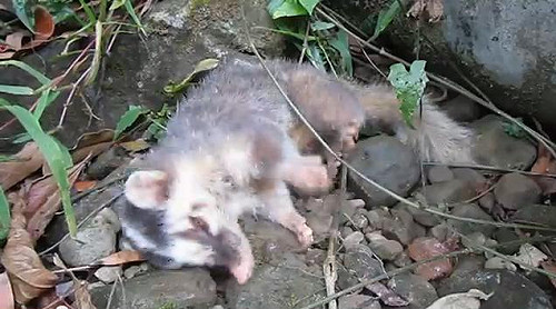 狂犬病鼬獾新增4例  竹山草屯淪陷