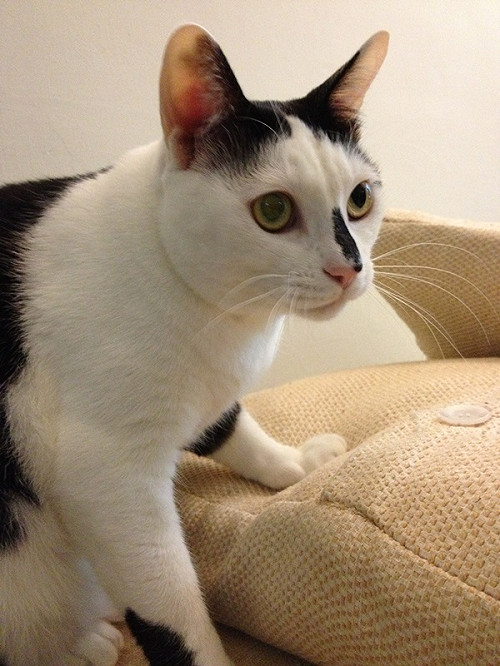 雲林辦貓狗超渡法會  呼籲勿隨意棄養