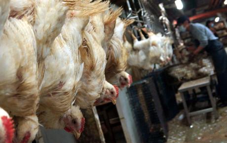 防禽流感  食物經70度以上烹煮就ok