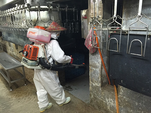 禽流感疫情加劇 彰化土雞場驗出H5N2