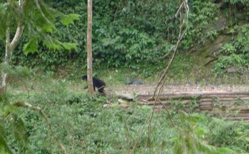 台灣黑熊現蹤  林管處員工拍下身影