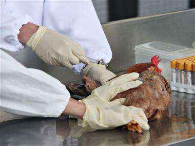 防H7N9捲土重來 台製疫苗8月動物試驗