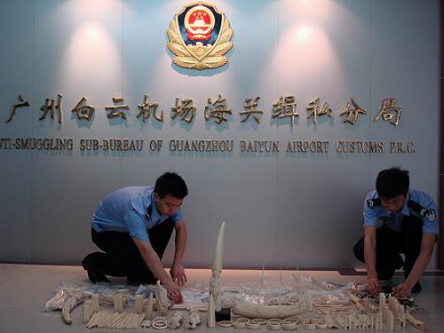 國際研究組織：中國是減少非法象牙貿易關鍵