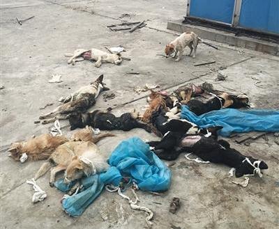 西安醫學院被爆拿活狗開刀  急停動物實驗