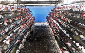 廣東新增3例H7N9病例  2人死亡