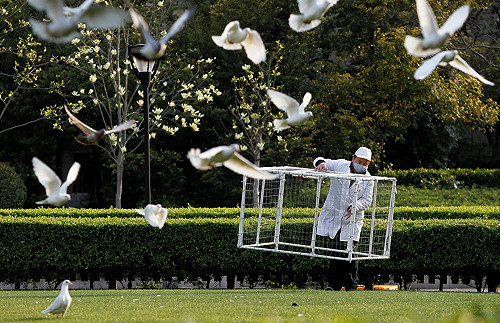 中國禽流感醫師死亡  1月感染已逾60人