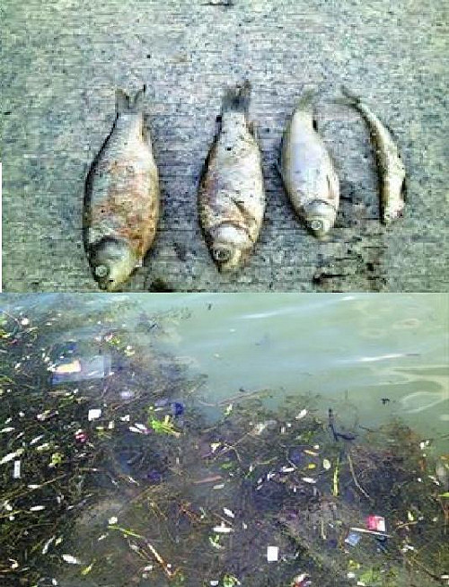 中國上海松江區  大量死魚漂浮河面
