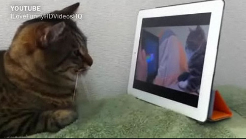 Google人工智慧  成功學習辨識貓咪