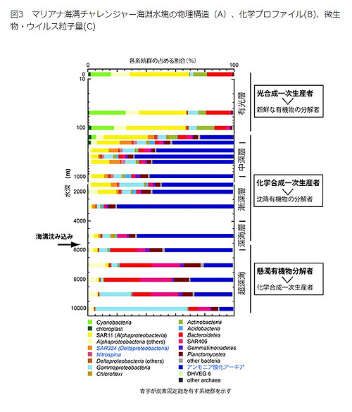 發現超深海獨立生態系：馬里亞納海溝微生物