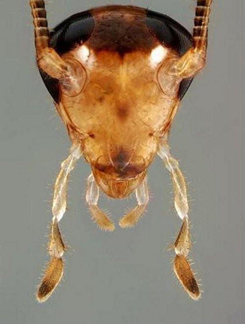 小強進化版！討厭甜食避開克蟑劑求生存