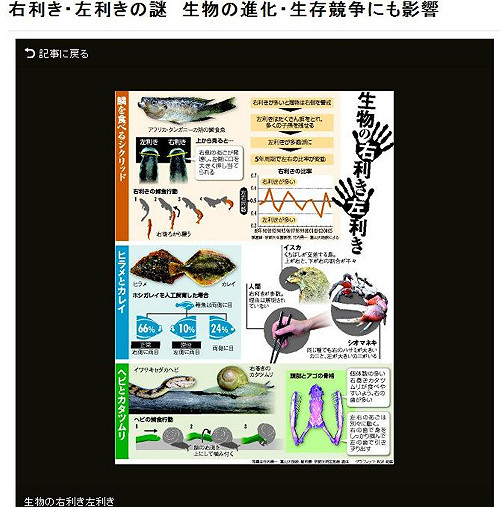 左右撇子 魚蛇蝸牛也有分